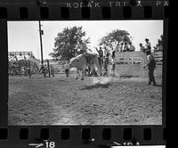 David Waller on Bull #66