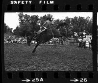 Rick Fields on Saddle bronc #53