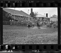 Dick Hoose Calf roping