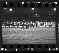 Unknown Steer wrestler