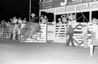 Unknown Bull rider on unknown Bull