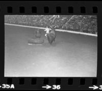 Unknown Rodeo clown Bull fighting