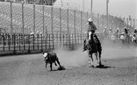 Unidentified Calf roper