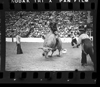 Unidentified Bull rider