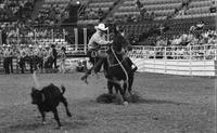 J.W. Farrington Calf roping