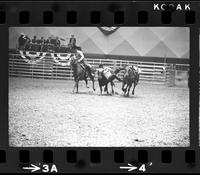 Bill Lee Steer wrestling