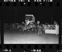 Sammy Swain on Bareback #31