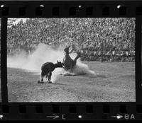 Joe Lowrence Calf roping