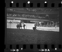 Tony Bulman Calf roping