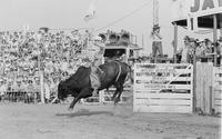Ken Wilcox on Bull #J16