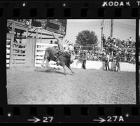 Buddy Mays on Bull #8