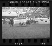 Chas. Thompson Steer wrestling