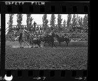 Mike Bryan Steer wrestling