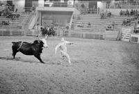 Rodeo clown Tommy Sheffield Bull fighting
