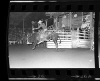 Unknown Bull rider on Bull #029