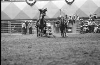 Unidentified Steer wrestler