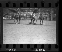 John Conn Steer wrestling