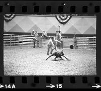 Junior Garrison Calf roping