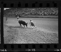 Unidentified Rodeo clowns Bull fighting with Undertow