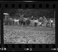 David Goss Steer wrestling