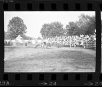 Unknown Rodeo clowns Bull fighting with Popeye