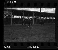 Rex Bkackwell on Rocky Butte