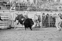J.B. McLamb on Bull #15