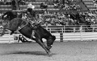 Bobby Brown on unknown bronc