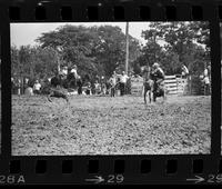 Fred Coughlin Calf roping