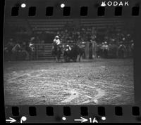 Jim Phillips Steer wrestling