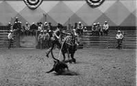 Alan Coleman Calf roping