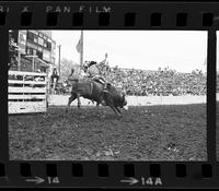 Chas. Kenny on Bull #18