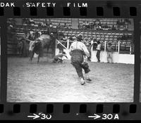 Unidentified Bull rider