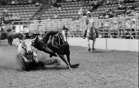 Roy Duvall Steer wrestling