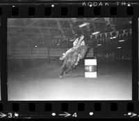 Unidentified Barrel racer