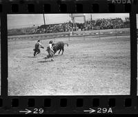 Tommy Sheffield & unidentified Rodeo clown Bull fighting