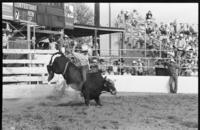 Condon Goos on Bull #220