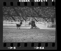 Everett Kook Calf roping