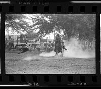 C.T. Jones Calf roping