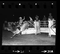 Tom Tucci on Bull #13