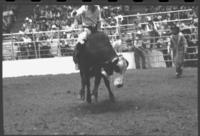 Jerry LaValley on Bull #14