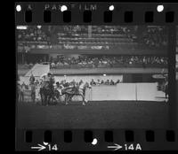 Wayne Spencer Steer wrestling