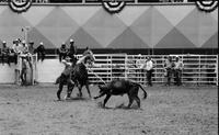 Mike Webb Calf roping