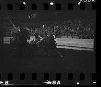 Jim Conkey Steer wrestling