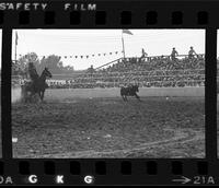 Chip Whitaker Calf roping