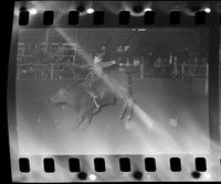 Mike Stiven, Junior Steer riding