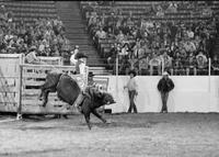 Dale Hibbs on Bull #167