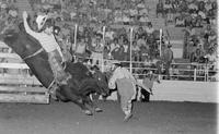 Joe Langford on Bull #18