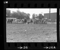 Alan Bates Steer wrestling