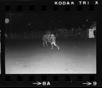 Gary Keay Bull fighting with Bull #40